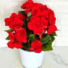 베고니아키우기