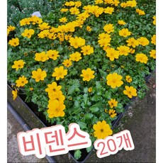 비덴스꽃 20개/황금빛으로 피는꽃 바이덴스 비덴스꽃, 20개