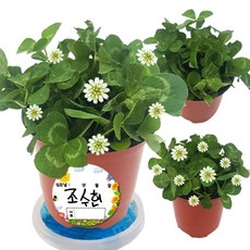 네잎클로버키우기