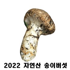 양양송이버섯