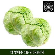 국산미니양배추