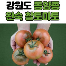 명품찰토마토