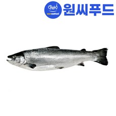 원씨푸드 노르웨이 생연어 원물 6.5kg내외(6~7kg), 1개