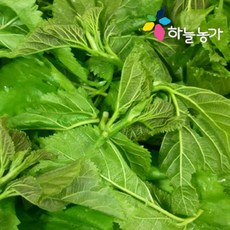 생뽕잎