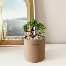 향나무분재 TOP01