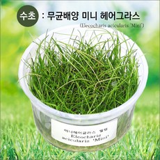 미니헤어글라스