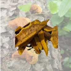 국산 장수 상황버섯 상황버섯차 국내산, 1개, 250g