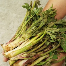 제천 땅두릅 1KG 봄나물 두룹 제철, 1개