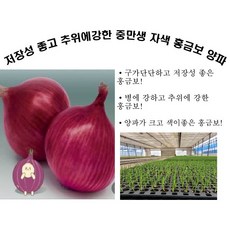 양파모종 TOP01