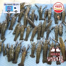 (배터짐) 업소용 민물가재 10-16미 크레이피쉬, 1개, 8kg