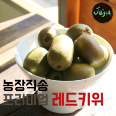  농장직송 당일수확 프리미엄 제주 레드 키위 (중과) 1kg 3kg 5kg 최고당도, 5개, 제주레드키위 중과1kg 