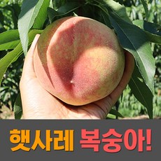 남원복숭아