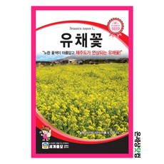 유채꽃 1kg / 씨앗 종자 꽃씨 두해살이풀 조경 화단 정원