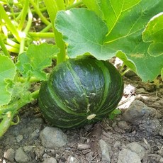 제주 애월 미니 단호박 2kg(3-7개) 보우짱, 1개, 상세페이지 참조