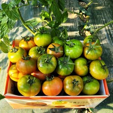 대저 농협인증 짭짤한 토마토 2.5kg 단짠 짭짤이 특품, 프리미엄 로얄