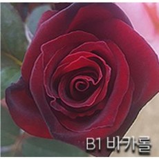 참견의묘미