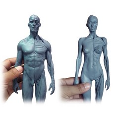 인체 전신 뼈 모형 모델 30cm 높이 인간의 해부학 두개골 혈액 조각 머리 몸 모델 근육 뼈 남성과 여성, 03 3