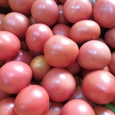 원형이네청과 단단하고 맛있는 토마토, 1box, 5kg 5번과