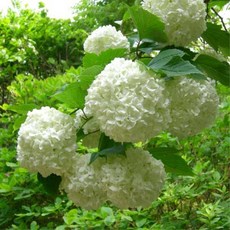 수국불두화