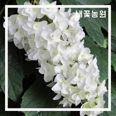 겹떡갈잎수국