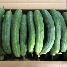 취청오이10kg