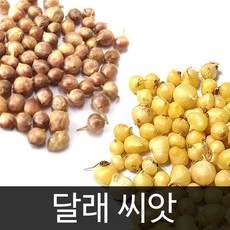 약초모종