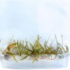 Ferruginea Sekadauensis 크립토코린 체외 조직 배양 수족관 수조 장식용 살아있는 식물, 1개