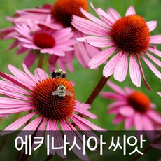 에키네시아씨앗