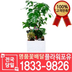 미용실개업화분