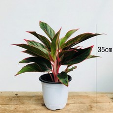 큰해오라비난초