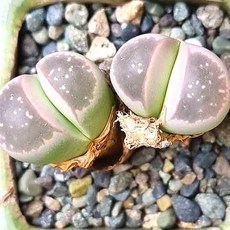 lithops