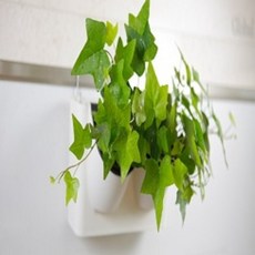 벽걸이수경재배