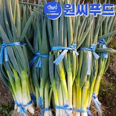국내산 흙대파 5kg 국산 노지 업소용 대용량 식자재용, 900g, 1개
