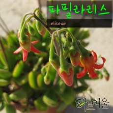 허브여울다육 파필라리스 지름 15cm 중품 다육화분, 1개