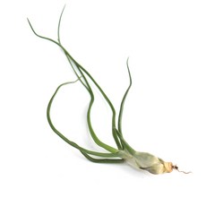 갑조네 틸란드시아 모음 에어플랜트 공기정화식물 인테리어 식물 행잉플랜트, 13.볼보사