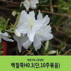착한가격 나무생각 철쭉H0.3 10주묶음, 백철쭉