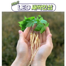 면역력 강화 LED 수경재배로 키워 더욱 건강한 국내산 유기농 새싹인삼 익산 생생농장, 특대 50뿌리