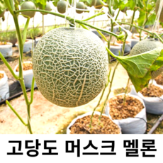 (13브릭스 이상) 머스크 메론 멜론 선물용 가정용 최상급 특품 달달하고 맛있는 맛보장 국내산, 1박스, 1.6kg내외(1수)