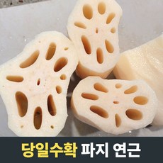 [당일수확] 국산 무농약 파지연근 국산연근 2kg 3kg 5kg 국산파지연근 연근파지 파지연근 연근파지5kg 파지연근5키로 국산연근 연근뿌리 무농약연근 무농약연근3kg 통연근