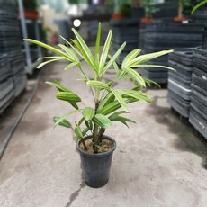 916546c520c1eeabbde38b942e97a5c5518df30a860562d5f4b00e40ef38.jpg