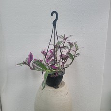 삼색달개비