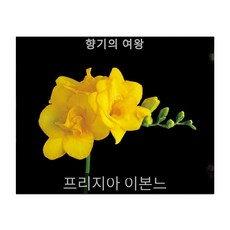 프리지아구근
