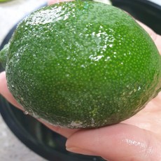 [별빛유니콘] 냉동 라임 1키로 라임청 과일청 잼 샤벳트 새콤, 1박스, 1kg