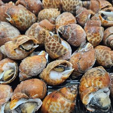 좋은씨푸드 자숙 범고동, 1개, 500g (37미 내외)