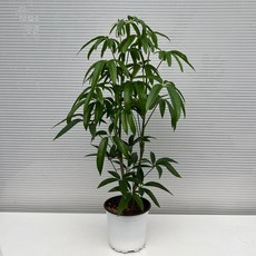 대나무홍콩야자