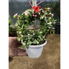 [근이네식물원] 은행목, 1개