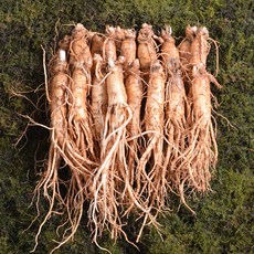 금산인삼 수삼 원수삼 대 무료세척 1채750g 10~13뿌리, 흙 묻은채 배송
