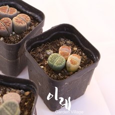 lithops