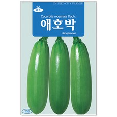 조선애호박