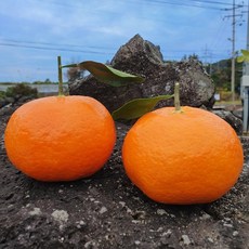 제주 고당도 레드향 15brix 이상- 프리미엄 감귤, 1박스, 가정용 2kg 7-12과